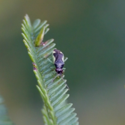 Miridae (family) (Unidentified plant bug) at Jerrabomberra Wetlands - 29 Jan 2023 by KorinneM