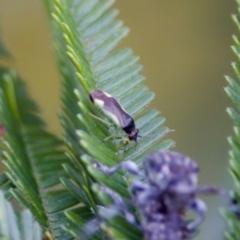 Miridae (family) at Jerrabomberra Wetlands - 29 Jan 2023