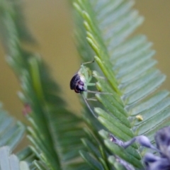 Miridae (family) at Jerrabomberra Wetlands - 29 Jan 2023