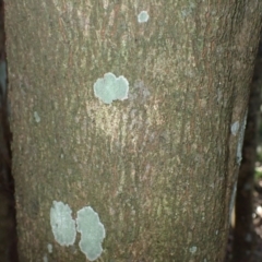 Planchonella australis (Black Apple) at Shell Cove, NSW - 26 Jun 2024 by plants