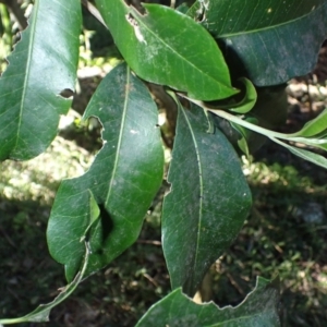 Planchonella australis at Shell Cove, NSW - 26 Jun 2024 01:48 PM