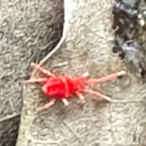 Paratrombium sp. (genus) at Kangaroo Valley, NSW - suppressed