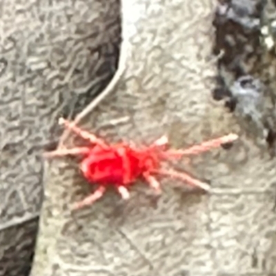 Paratrombium sp. (genus) (A velvet mite) at Kangaroo Valley, NSW - 26 Jun 2024 by lbradley