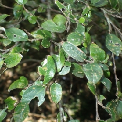 Streblus brunonianus (Whalebone Tree, White Handlewood) at Shell Cove, NSW - 26 Jun 2024 by plants