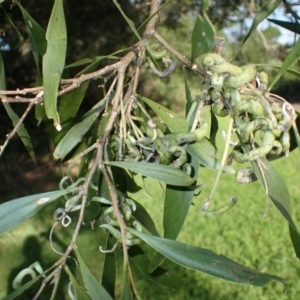 Acacia maidenii at Shell Cove, NSW - 26 Jun 2024