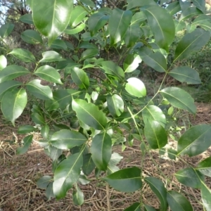 Polyscias elegans at Shell Cove, NSW - 26 Jun 2024