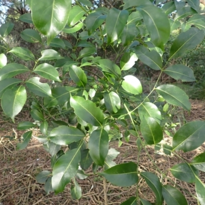 Polyscias elegans (Celery Wood) at Shell Cove, NSW - 26 Jun 2024 by plants