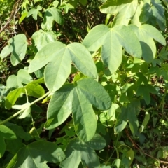 Passiflora subpeltata (White Passionflower) at Shell Cove, NSW - 26 Jun 2024 by plants