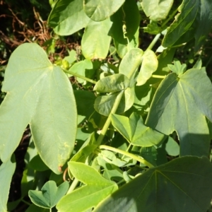 Passiflora subpeltata at Shell Cove, NSW - 26 Jun 2024 01:54 PM