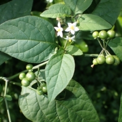 Solanum americanum at Shell Cove, NSW - 26 Jun 2024