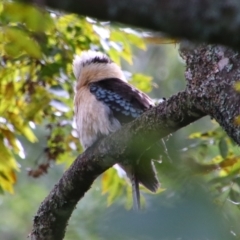 Dacelo novaeguineae (Laughing Kookaburra) at Bunya Mountains National Park - 26 Jun 2024 by MB