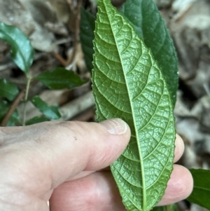 Ficus coronata at Kangaroo Valley, NSW - 26 Jun 2024