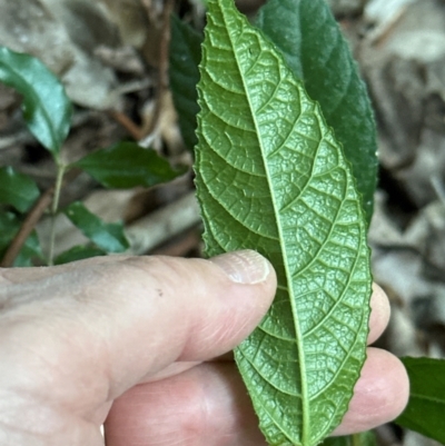 Ficus coronata (Creek Sandpaper Fig) at Kangaroo Valley, NSW - 26 Jun 2024 by lbradley