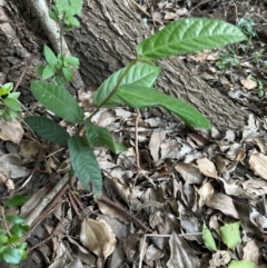 Ficus coronata at Kangaroo Valley, NSW - 26 Jun 2024