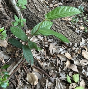 Ficus coronata at Kangaroo Valley, NSW - 26 Jun 2024