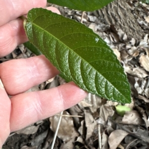 Ficus coronata at Kangaroo Valley, NSW - 26 Jun 2024