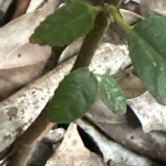 Ficus coronata at Kangaroo Valley, NSW - 26 Jun 2024