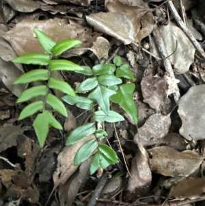 Pellaea falcata at Kangaroo Valley, NSW - 26 Jun 2024