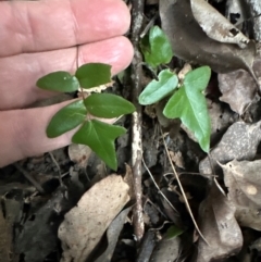 Pellaea falcata at Kangaroo Valley, NSW - 26 Jun 2024