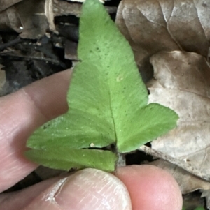 Pellaea falcata at Kangaroo Valley, NSW - 26 Jun 2024