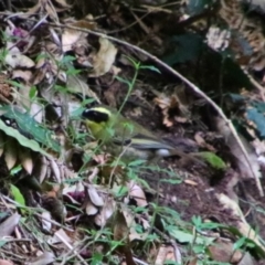 Neosericornis citreogularis (Yellow-throated Scrubwren) at Bunya Mountains National Park - 26 Jun 2024 by MB