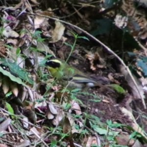 Neosericornis citreogularis at Bunya Mountains National Park - 26 Jun 2024