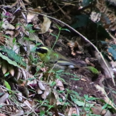 Neosericornis citreogularis (Yellow-throated Scrubwren) at Bunya Mountains National Park - 26 Jun 2024 by MB