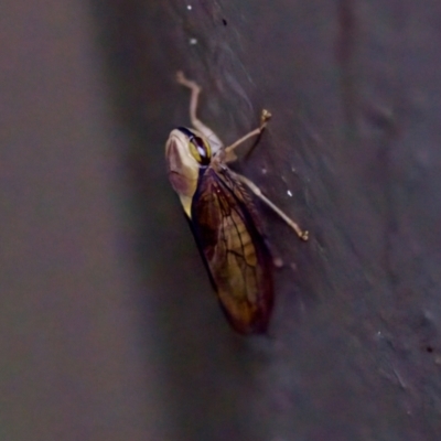 Eutartessus gressitti (Gressitt's leafhopper) at ANBG - 26 Apr 2023 by KorinneM