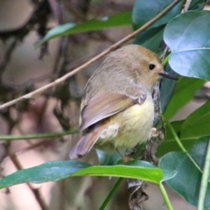 Sericornis magnirostra at Bunya Mountains National Park - 26 Jun 2024 10:29 AM