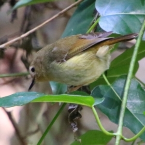 Sericornis magnirostra at Bunya Mountains National Park - 26 Jun 2024 10:29 AM