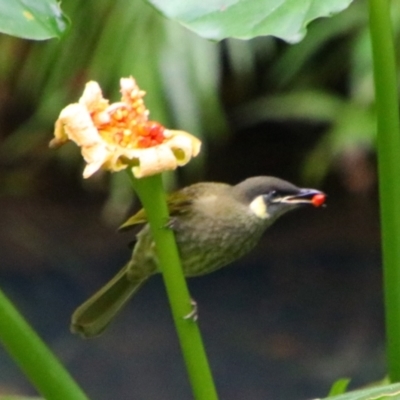 Meliphaga lewinii (Lewin's Honeyeater) at Bunya Mountains National Park - 26 Jun 2024 by MB