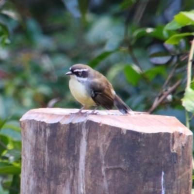 Sericornis frontalis (White-browed Scrubwren) at Bunya Mountains National Park - 25 Jun 2024 by MB