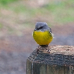 Eopsaltria australis (Eastern Yellow Robin) at Bunya Mountains National Park - 25 Jun 2024 by MB