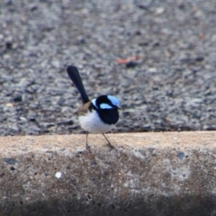 Malurus cyaneus (Superb Fairywren) at Bunya Mountains National Park - 26 Jun 2024 by MB