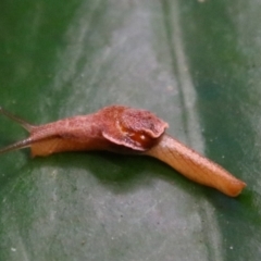 Unidentified Snail or Slug (Gastropoda) at Bunya Mountains, QLD - 25 Jun 2024 by MB