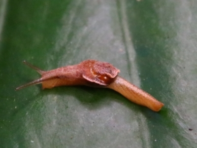 Ubiquitarion iridis at Bunya Mountains National Park - 26 Jun 2024 by MB