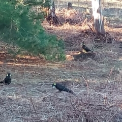 Zanda funerea (Yellow-tailed Black-Cockatoo) at Piney Ridge - 26 Jun 2024 by Kurt