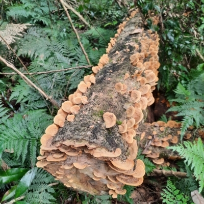 Unidentified Fungus at Bunya Mountains National Park - 25 Jun 2024 by MB