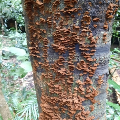 Unidentified Fungus at Bunya Mountains National Park - 25 Jun 2024 by MB