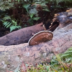 Unverified Fungus at Bunya Mountains National Park - 26 Jun 2024 by MB