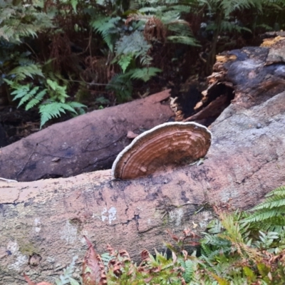 Unidentified Fungus at Bunya Mountains National Park - 26 Jun 2024 by MB