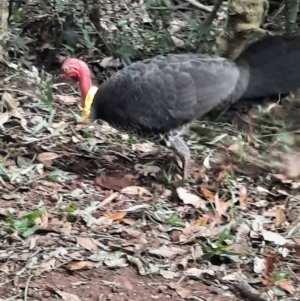 Alectura lathami at Bunya Mountains National Park - 26 Jun 2024