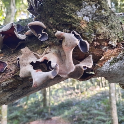 Unidentified Fungus at Bunya Mountains National Park - 26 Jun 2024 by MB