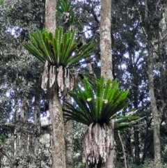 Asplenium australasicum at Bunya Mountains National Park - 26 Jun 2024 by MB