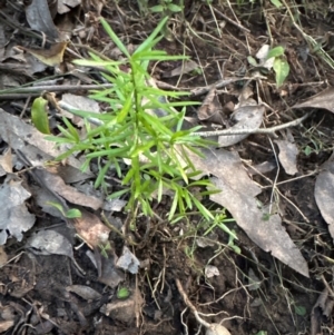 Asparagus aethiopicus at Kangaroo Valley, NSW - suppressed