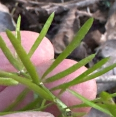 Asparagus aethiopicus at Kangaroo Valley, NSW - suppressed