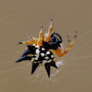 Austracantha minax at Block 402 - 22 Jan 2023