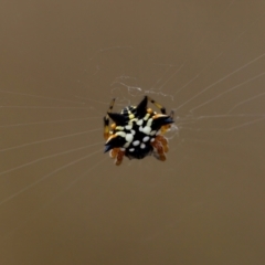 Austracantha minax at Block 402 - 22 Jan 2023