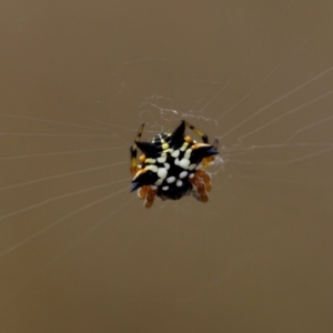 Austracantha minax at Bluetts Block (402, 403, 12, 11) - 22 Jan 2023