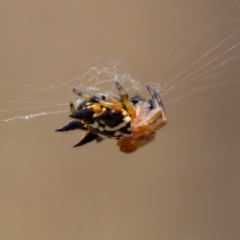 Austracantha minax at Block 402 - 22 Jan 2023